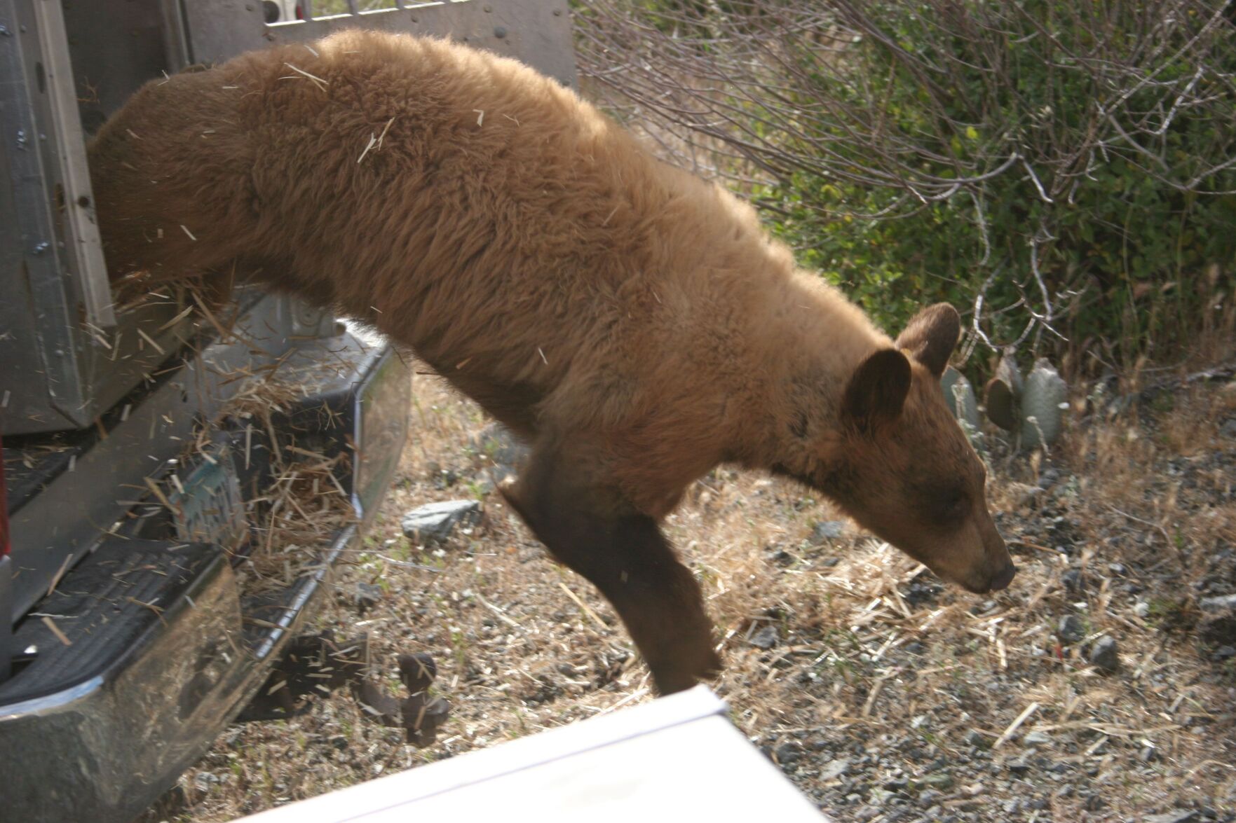 SWCC_Bear release.jpeg